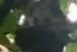 秃崽吃瓜视频爆料大全,揭秘娱乐圈幕后真相